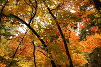 DSC_0607.jpg