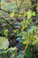 DSC_0612.jpg